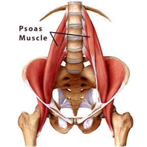 Ilustrație anatomică a mușchiului psoas, care conectează vertebrele lombare de pelvis